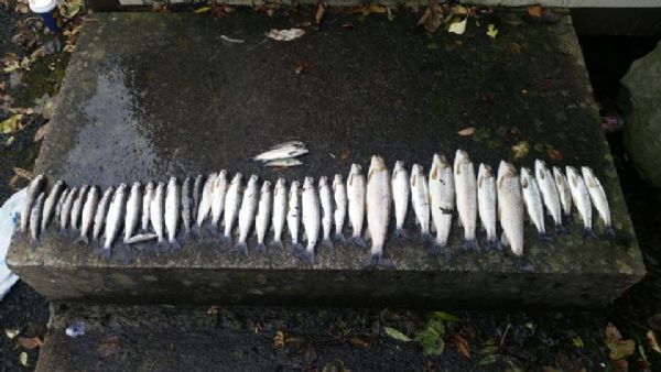 this is just after one nights fishing for eels.